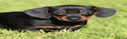 Teckel (korthaar)  honden te koop: Teckel pups - Advertentie 5