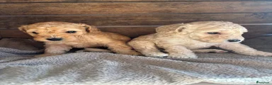 Pup 5