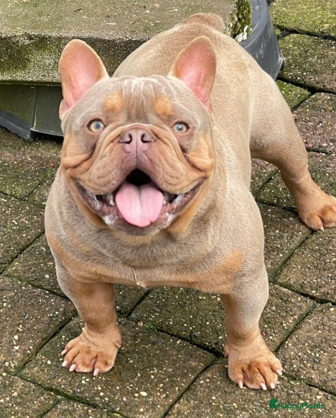 Franse Bulldog honden te koop: Prachtig nestje Franse bulldog pups - Advertentie 7