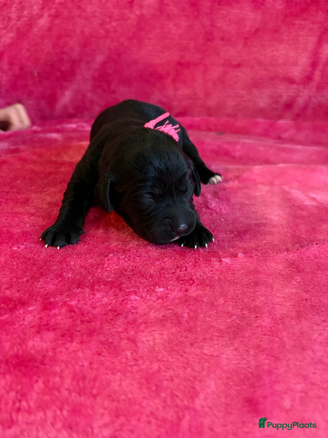 Kruising honden te koop: Labrador puppy’s - Advertentie 25