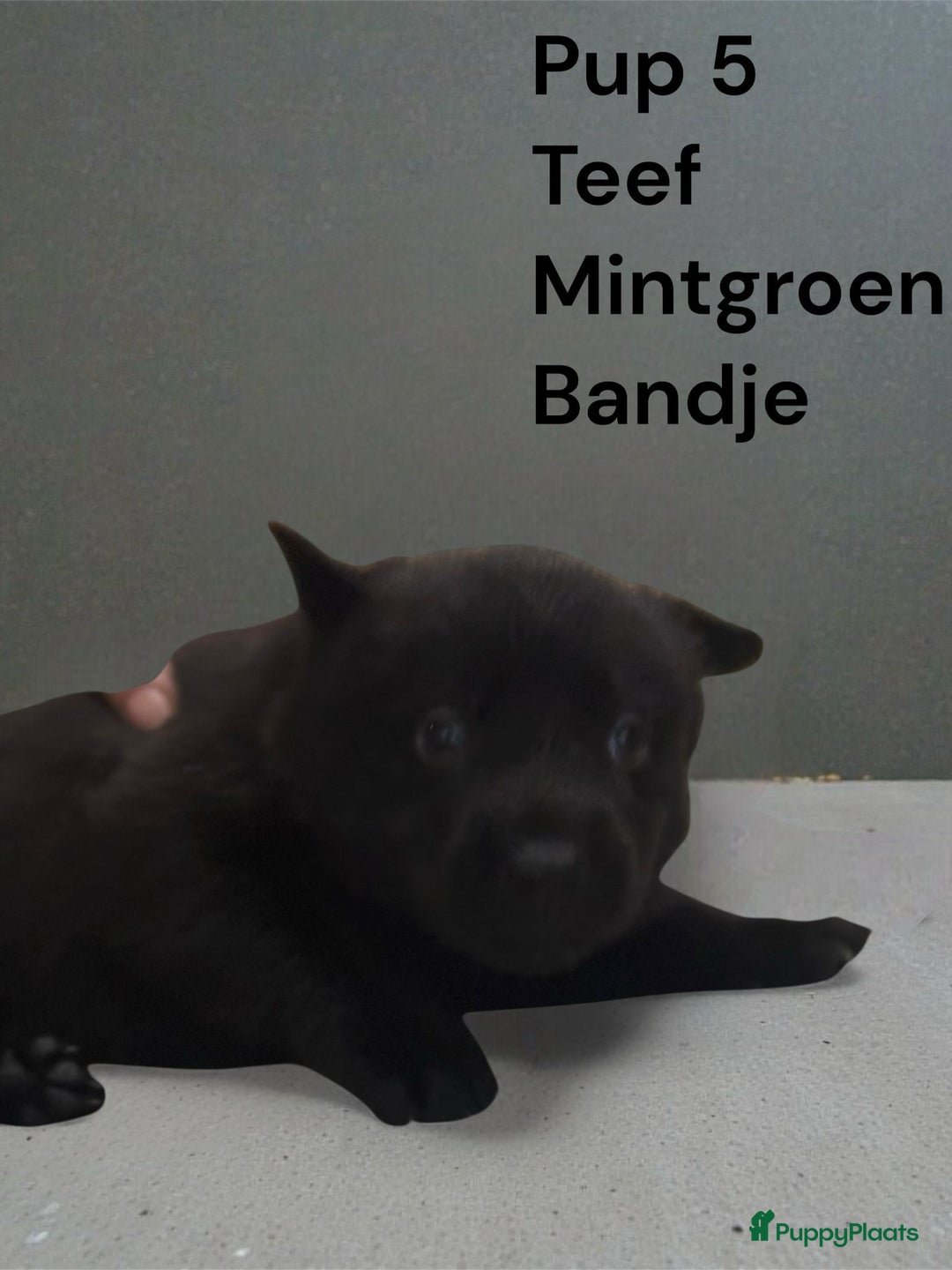 Kruising honden te koop: Kruising mechelse Hollandse herder x duitse herder - Advertentie 13