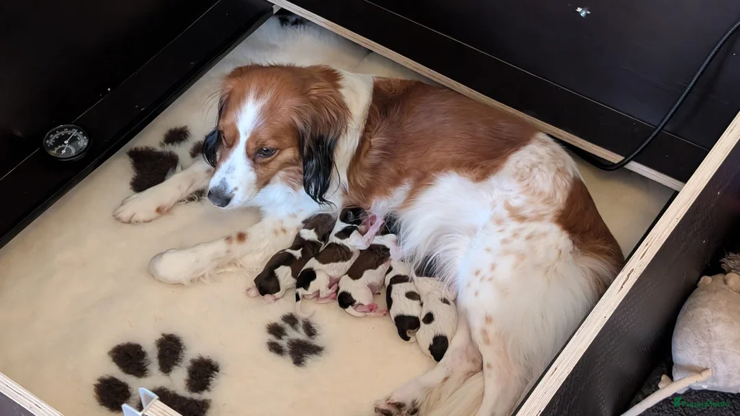Kooikerhondje honden te koop: Raszuivere Kooiker pups te koop. - Advertentie 1