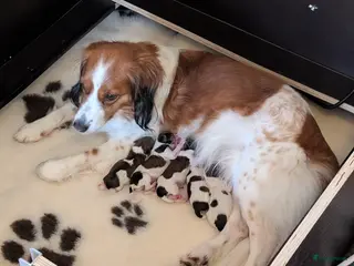 Kooikerhondje honden Raszuivere Kooiker pups te koop. - Advertentie 1