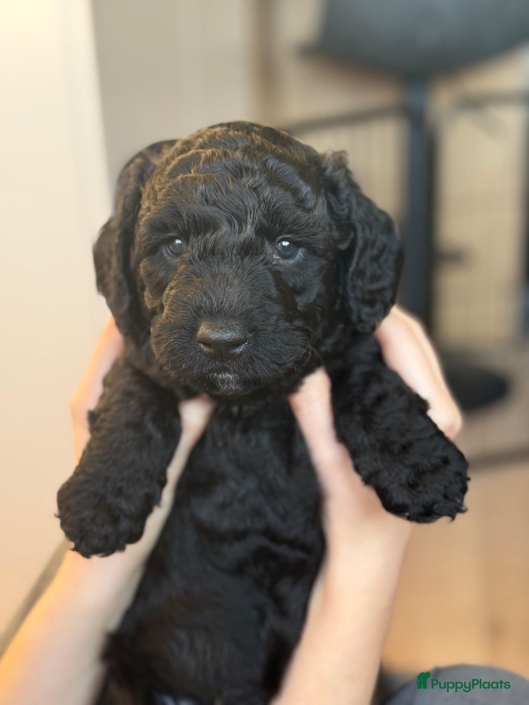 Spaanse Waterhond honden te koop: Spaanse Waterhond Puppy beschikbaar - Advertentie 1