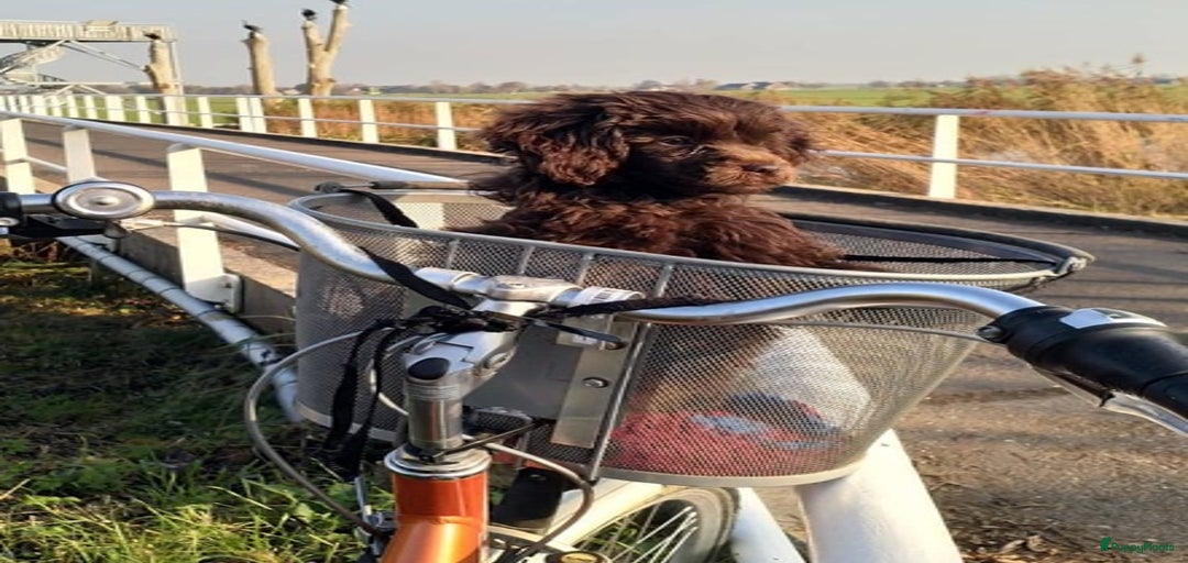 Galerij afbeelding {{count}}