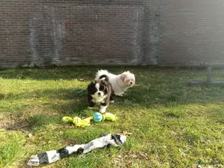 Kruising honden Leuke lieve kleine boomer - Advertentie 8