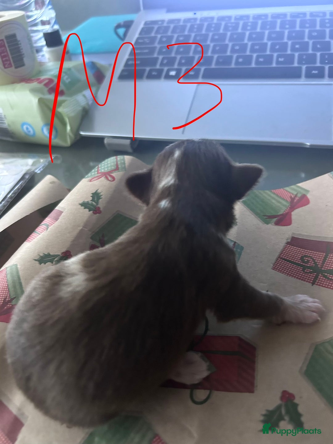 Chihuahua honden te koop: 6 lieve Chihuahua puppy’s - Advertentie 20