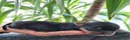 Yorkshire Terriër honden te koop: prachtige Yorkshire Terriër pups - Advertentie 7