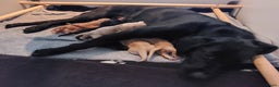 Labrador Retriever honden te koop: Labrador pups - Advertentie 1