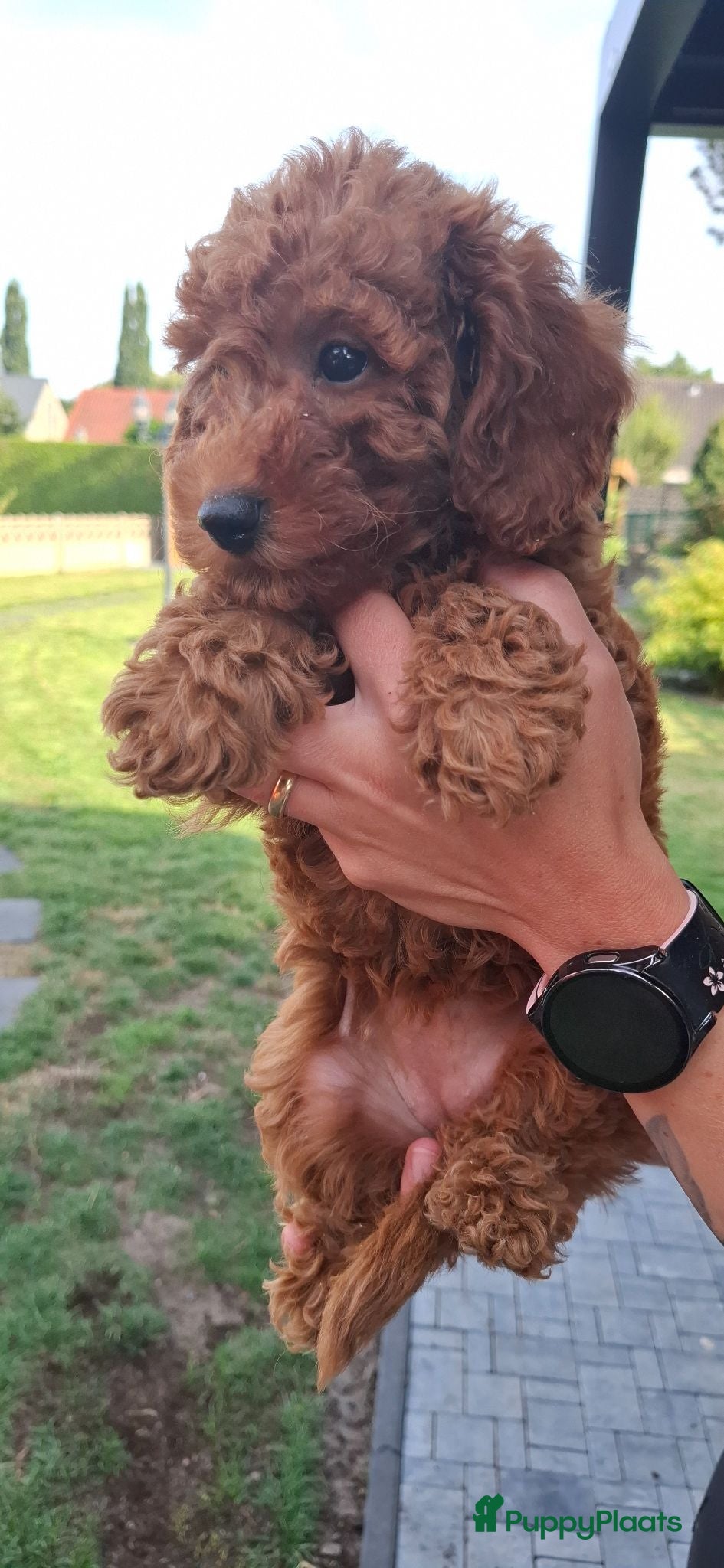 Dwergpoedel honden Lieve dwergpoedel-puppy's zoeken een warm thuis!  - Advertentie 14