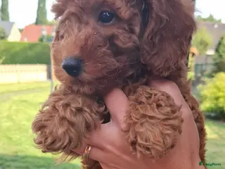Dwergpoedel honden Lieve dwergpoedel-puppy's zoeken een warm thuis! - Advertentie 14