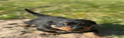 Rottweiler honden te koop: Lieve rottweiler pups te koop - Advertentie 13