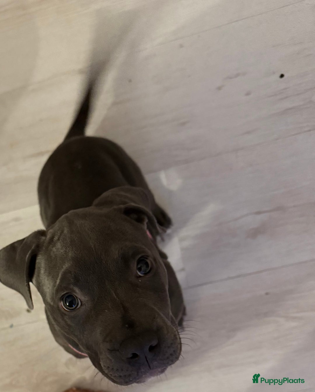 Amerikaanse Bully honden te koop: Puppy 15 weken oud teefje - Advertentie 2