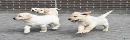 Labrador Retriever honden te koop: Knappe Labrador pups met stamboom ! - Advertentie 30