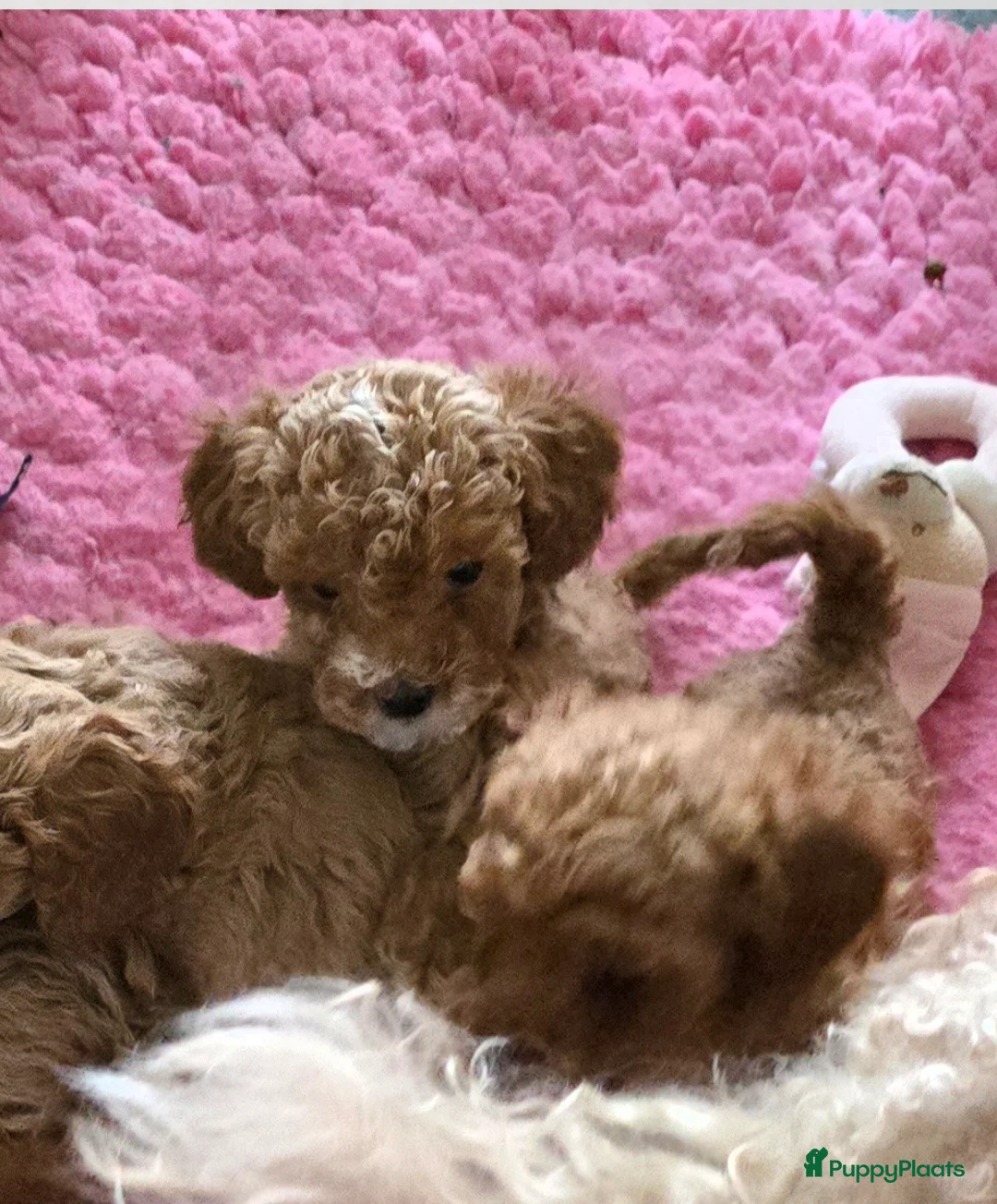 Maltipoo honden te koop: Mooie Maltipoo / toy poedel pup pups - Advertentie 2