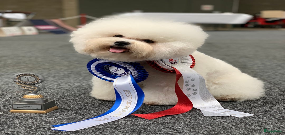 Galerij afbeelding {{count}}