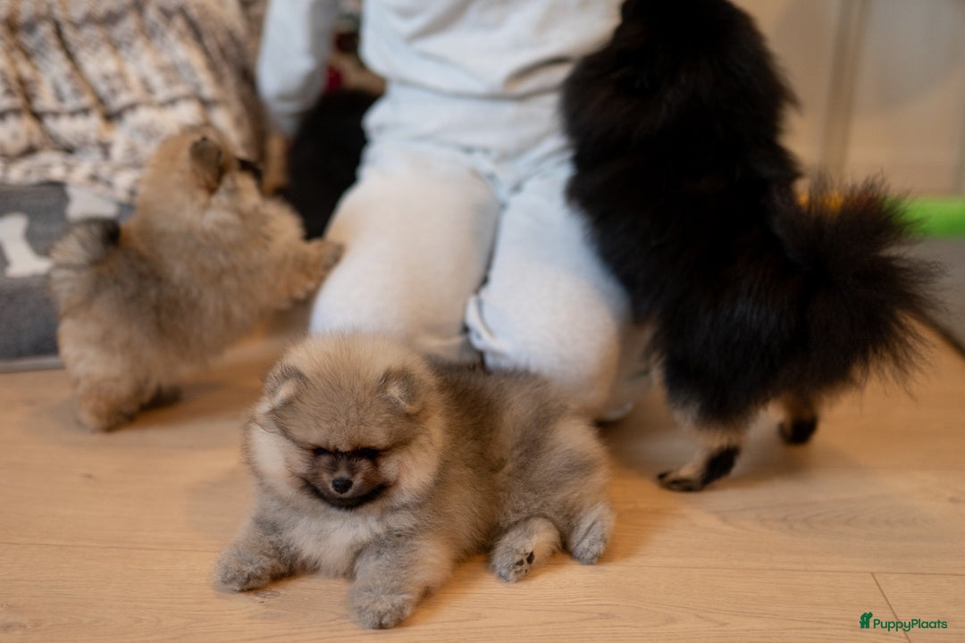 Pomeriaan honden te koop: 🌸 3.	Luxe Pomeranian pups 🌸 - Advertentie 8