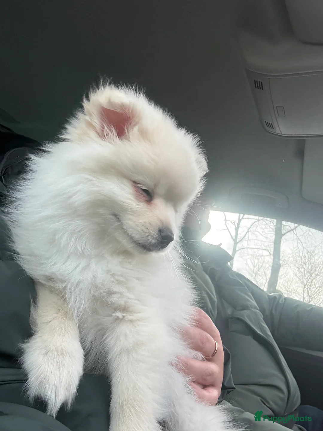 Pomeriaan honden te koop: Pomeriaan (keeshond) reutje 9 weken  - Advertentie 2