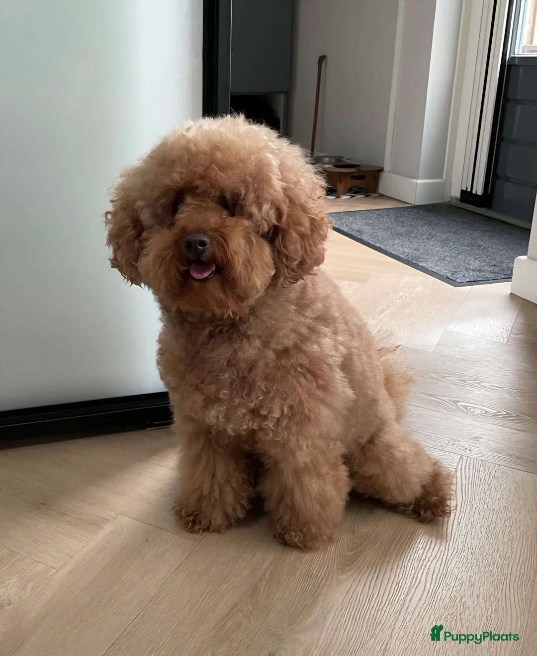 Maltipoo honden te koop: Leuke Maltipoo puppies - Advertentie 11