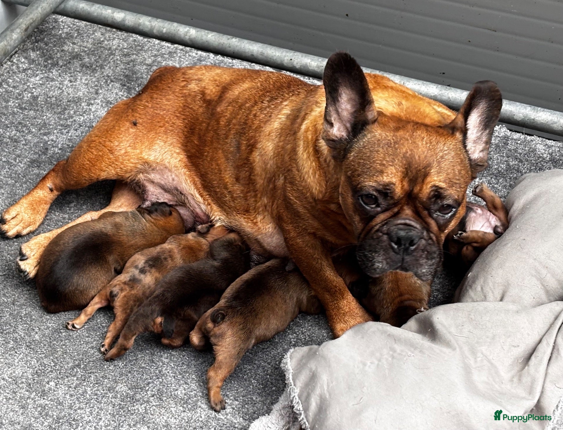 Franse Bulldog honden Prachtige Franse bulldog pups  - Advertentie 1