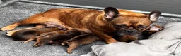 Franse Bulldog honden te koop: Prachtige Franse bulldog pups  - Advertentie 1
