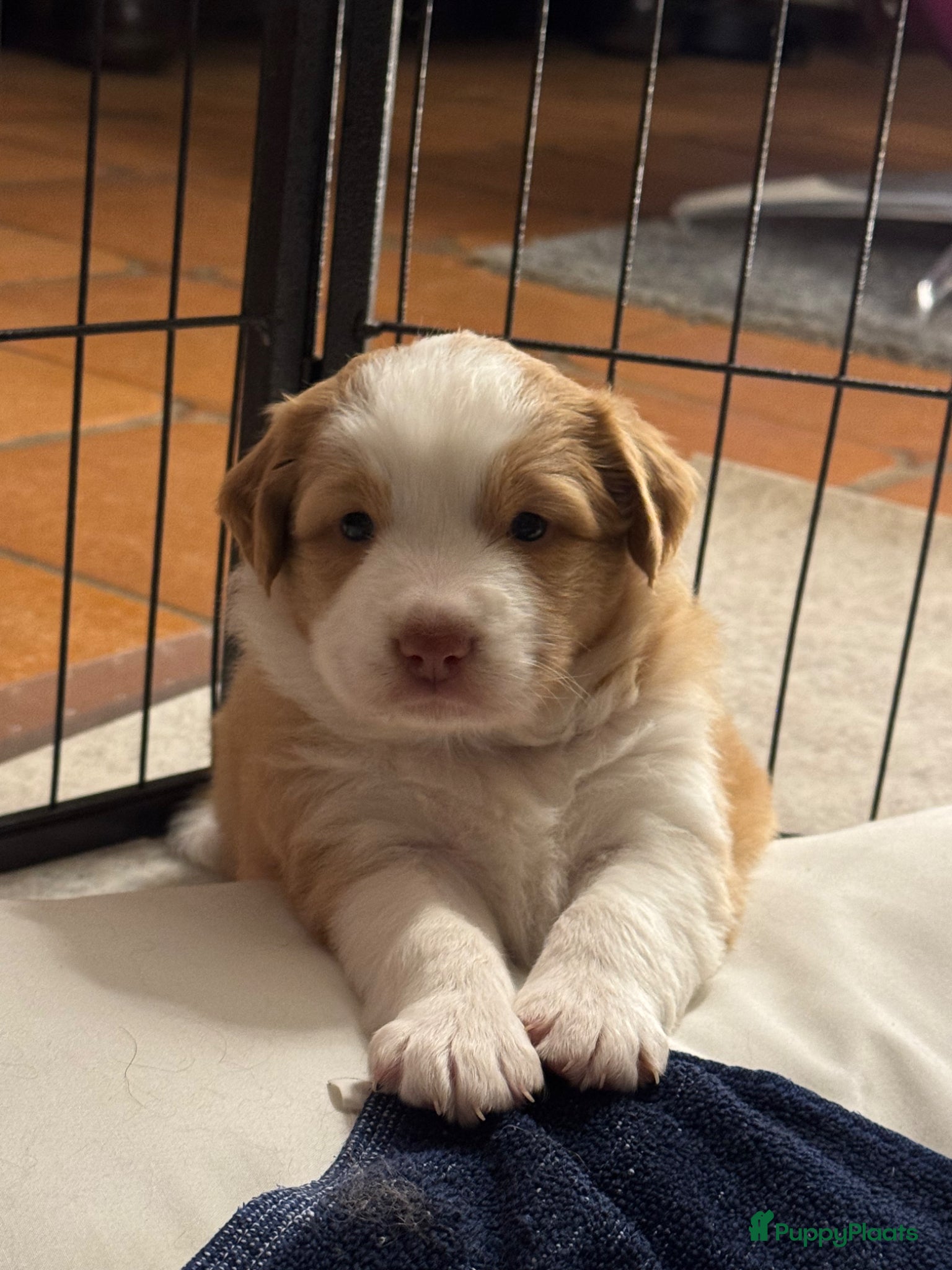 Kruising honden Toller x Australian Shepherd puppy’s - Advertentie 2