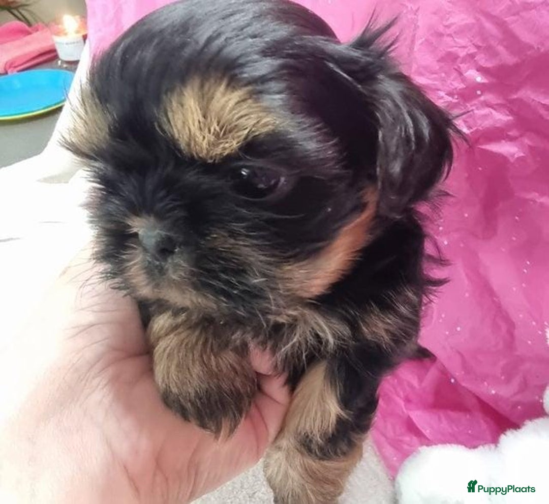 Shih Tzu honden te koop: Imperial Shih Tzu puppy's  - Advertentie 12