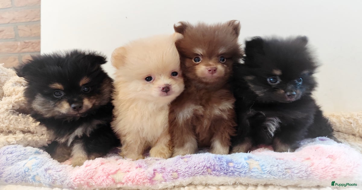 Vier mega schattige en lieve mini puppys te koop in Ospel | Puppyplaats