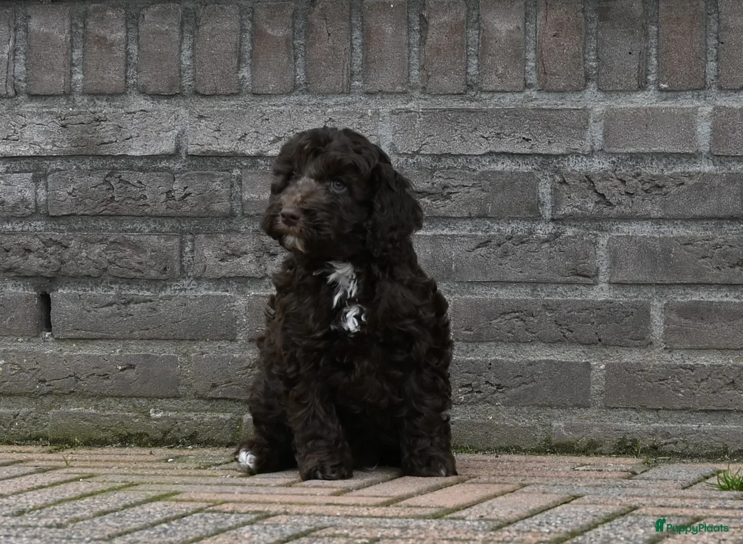 Australian Labradoodle honden te koop: Prachtige Chocolade bruine Labradoodle pup - Advertentie 7