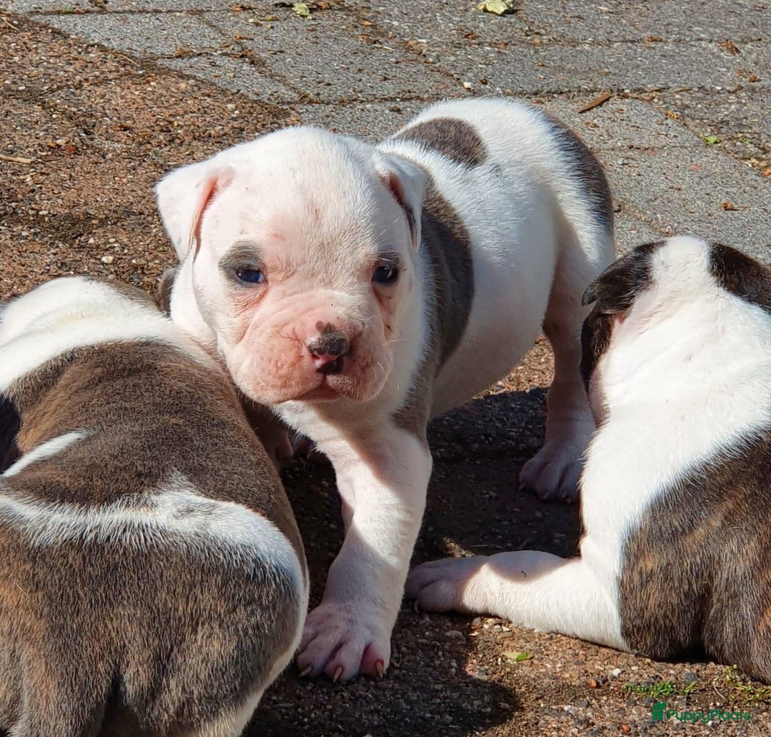 Amerikaanse Bulldog honden te koop: Supermooie Amerikaanse bulldog pups met stamboom - Afbeelding 6