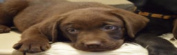 Labrador Retriever honden te koop: Labrador Retriever pups met stamboom - Advertentie 9
