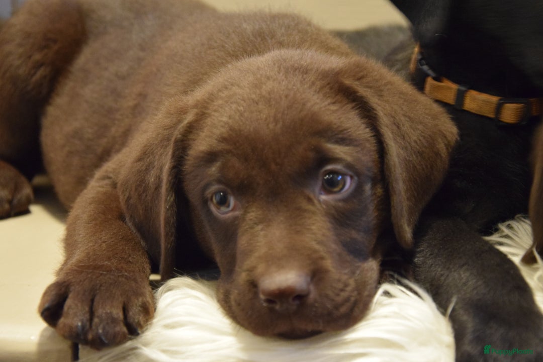 Labrador Retriever honden te koop: Labrador Retriever pups met stamboom - Advertentie 9
