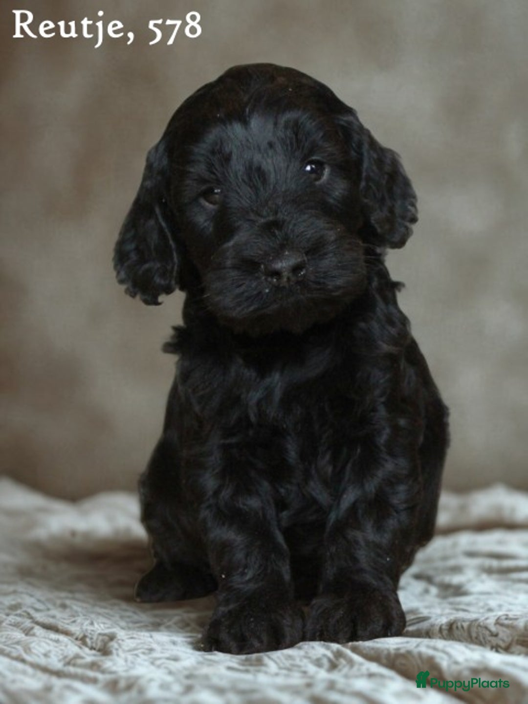 Cockapoo honden te koop: Knappe Cockapoo pups. - Advertentie 3