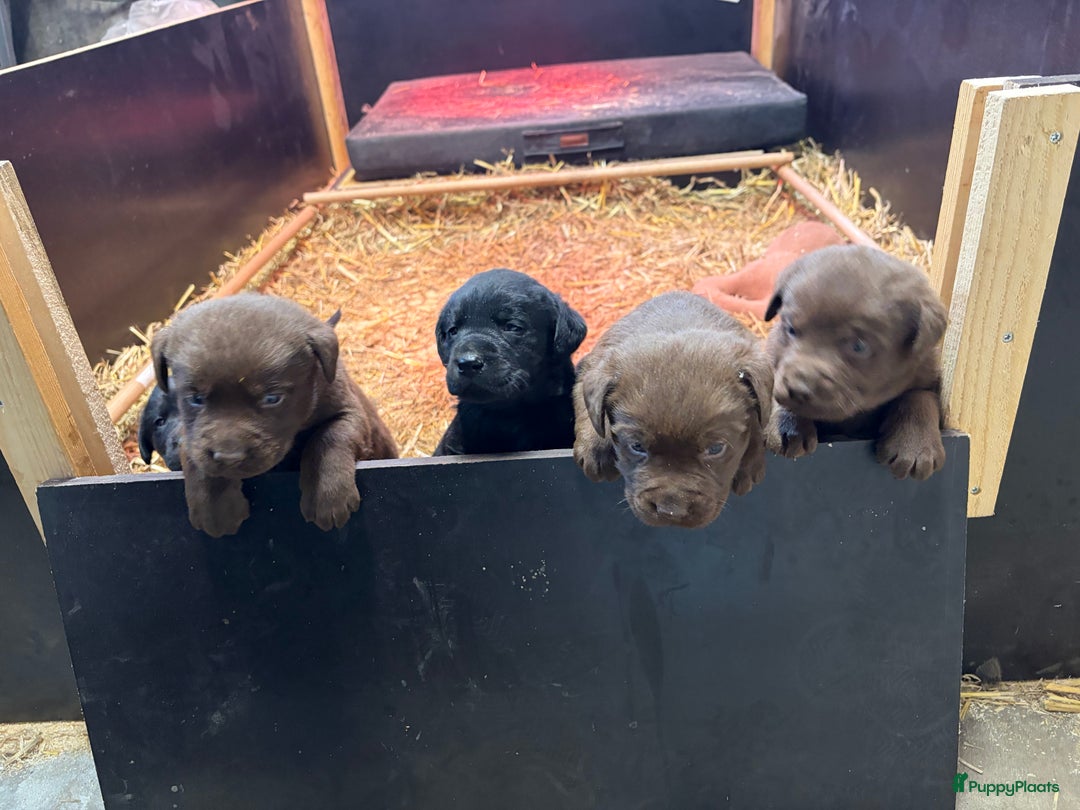 Labrador Retriever honden te koop: Nog 1 Lievebruine labrador pup te koop - Advertentie 7