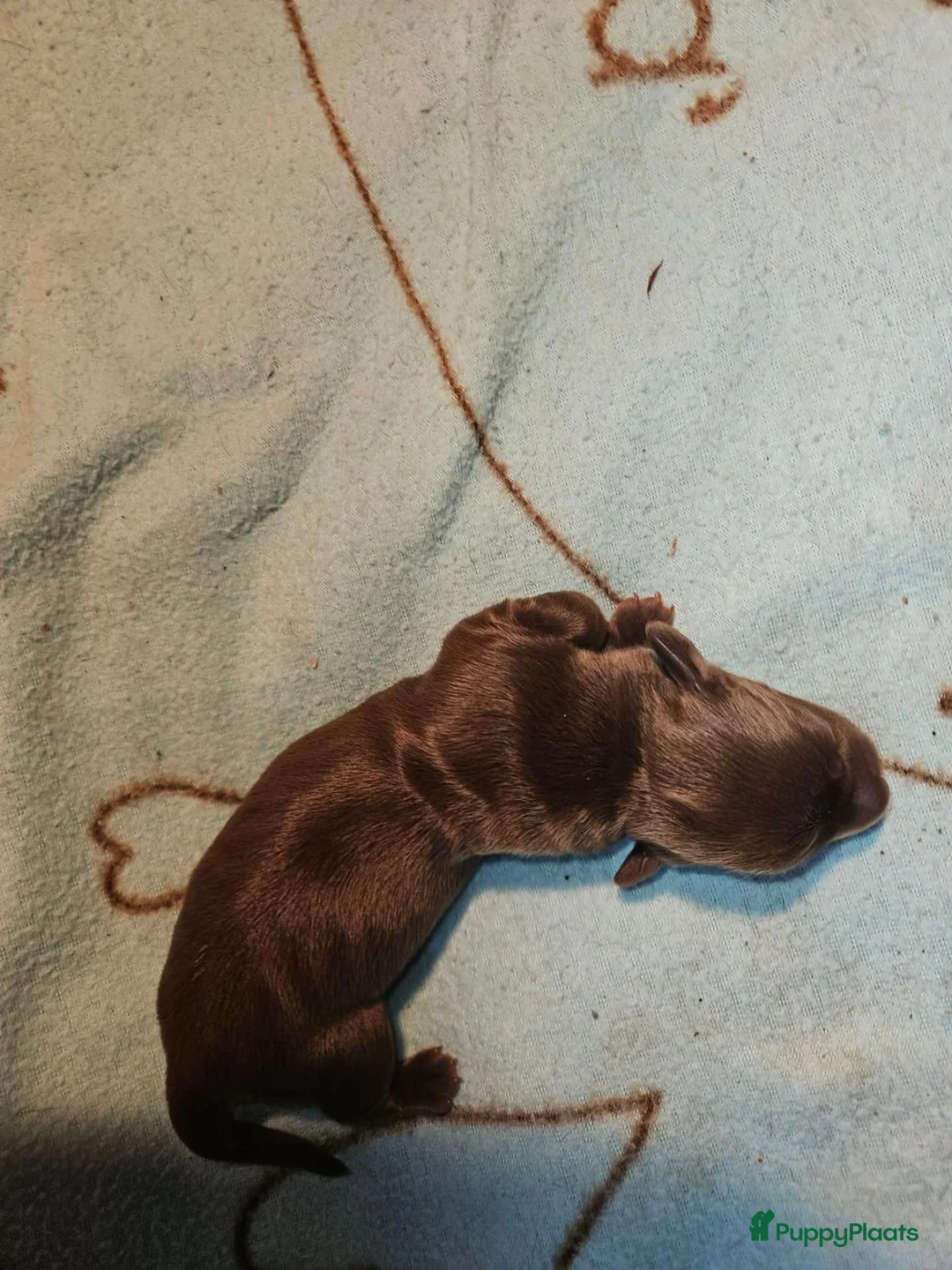 Dwergteckel honden te koop: Dwergteckel pups - Advertentie 2