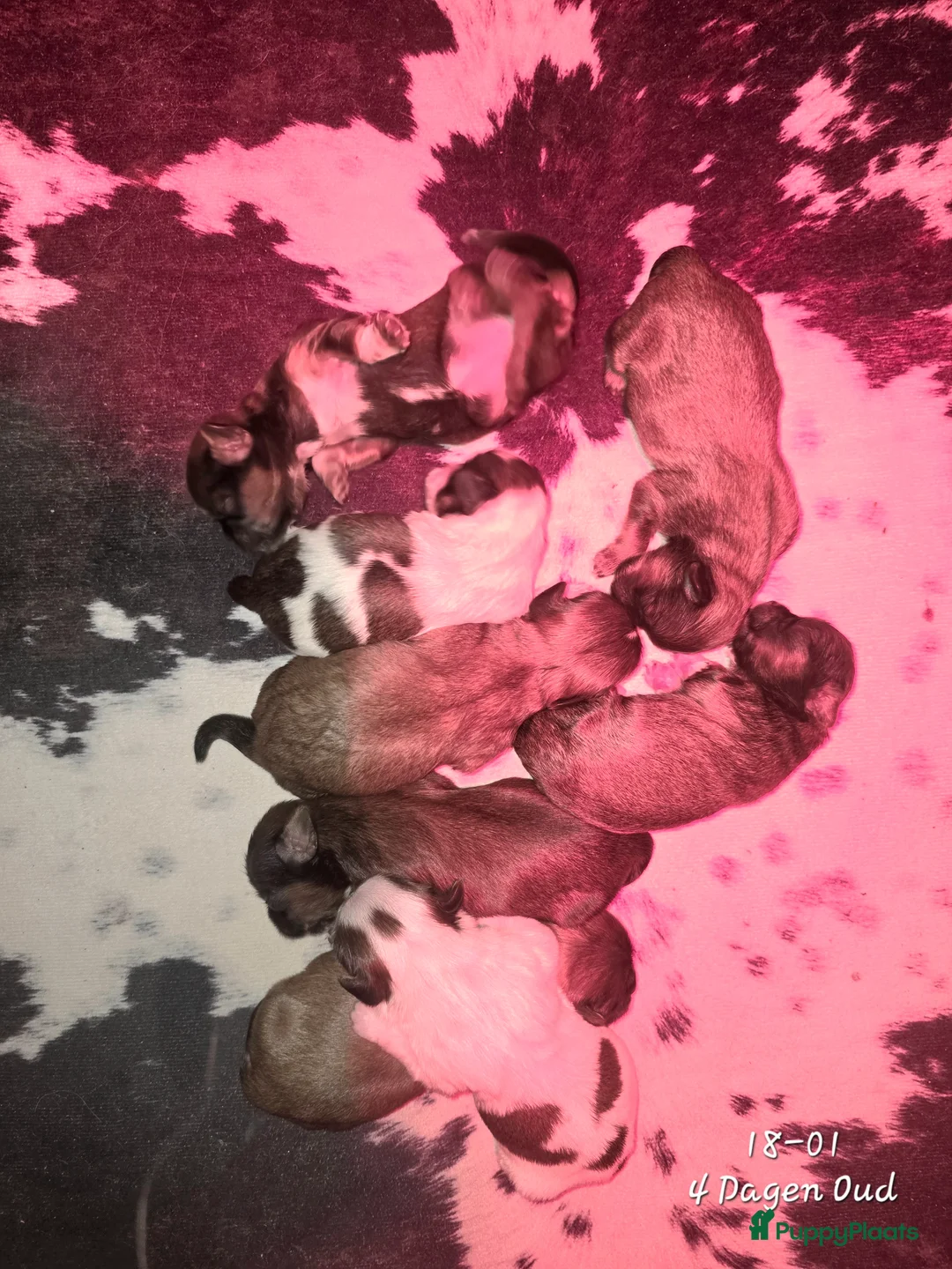 Kruising honden te koop: Boomer pups 14-1 geboren (Shih-Tzu x Boomer) - Advertentie 6