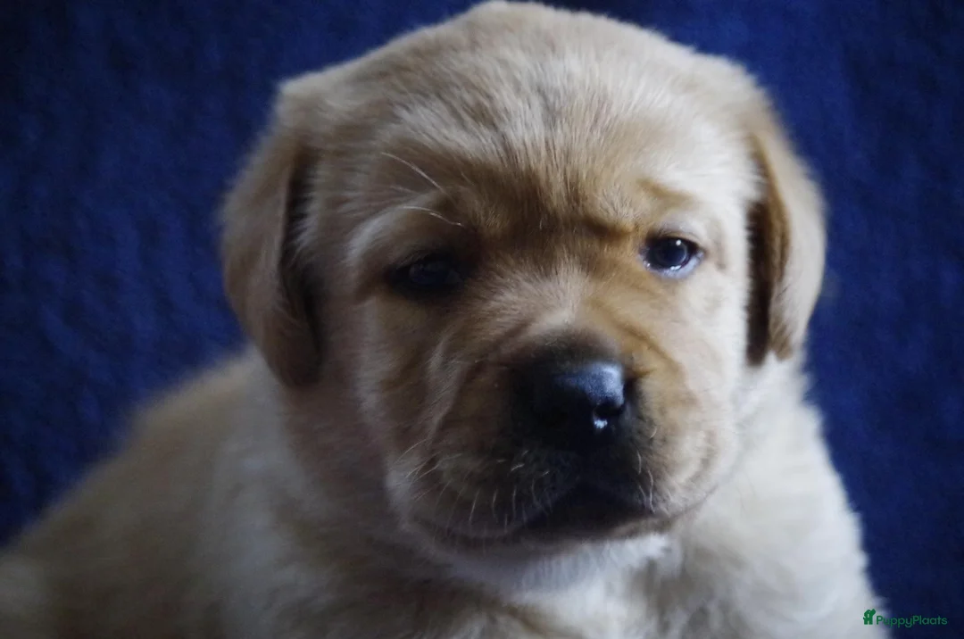 Labrador Retriever honden te koop: donkergeel/foxred labrador reutje - Advertentie 2