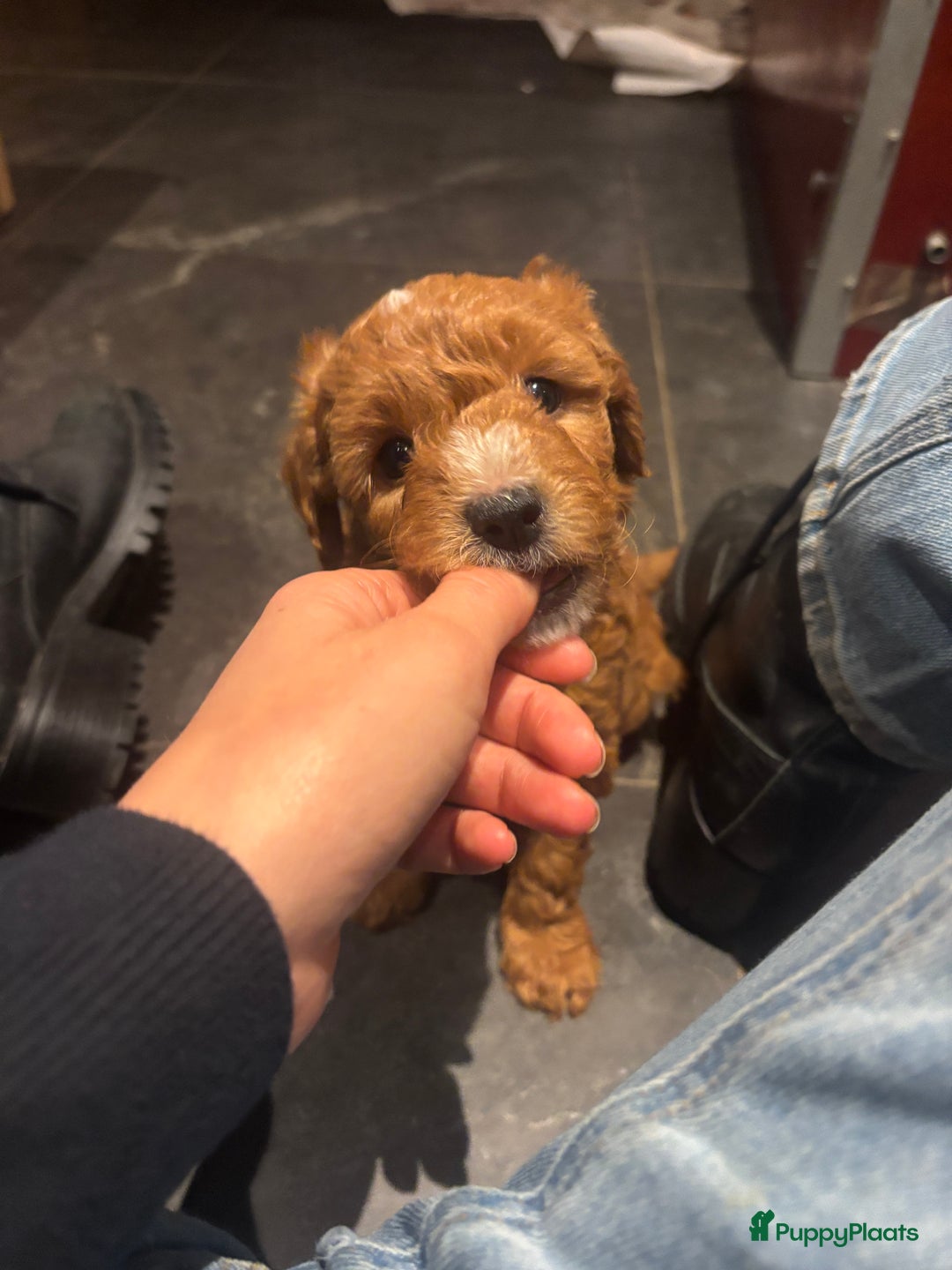 Labradoodle honden te koop: Mini labradoodle te koop - 1 teefje beschikbaar - Advertentie 8