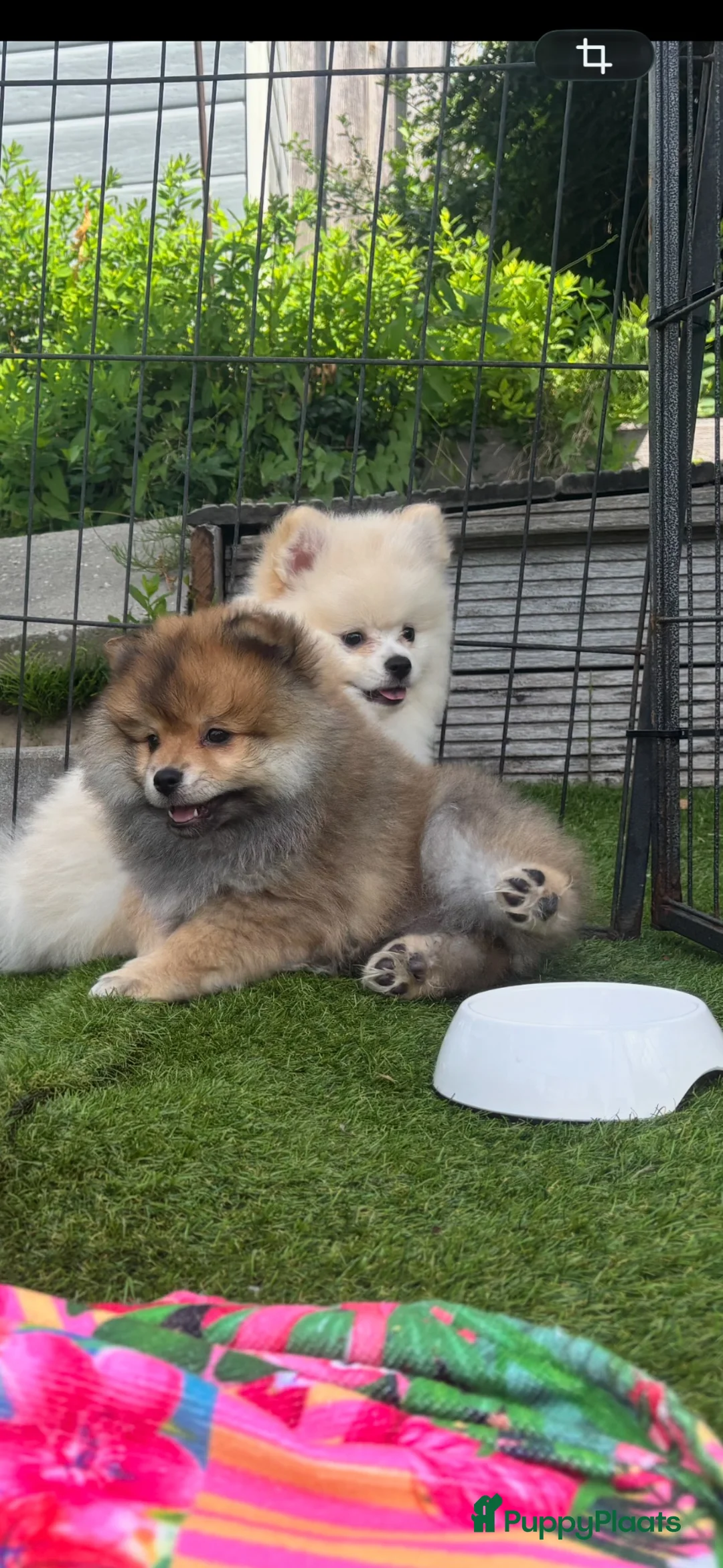 Kruising honden te koop: Pomeriaan pups - Advertentie 2