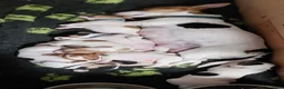 Jack Russel Terriër honden te koop: Jack Russell pups te koop - Advertentie 5