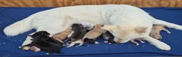 Kruising honden te koop: Pomsky x shiba inu (1/4) pups - Advertentie 26