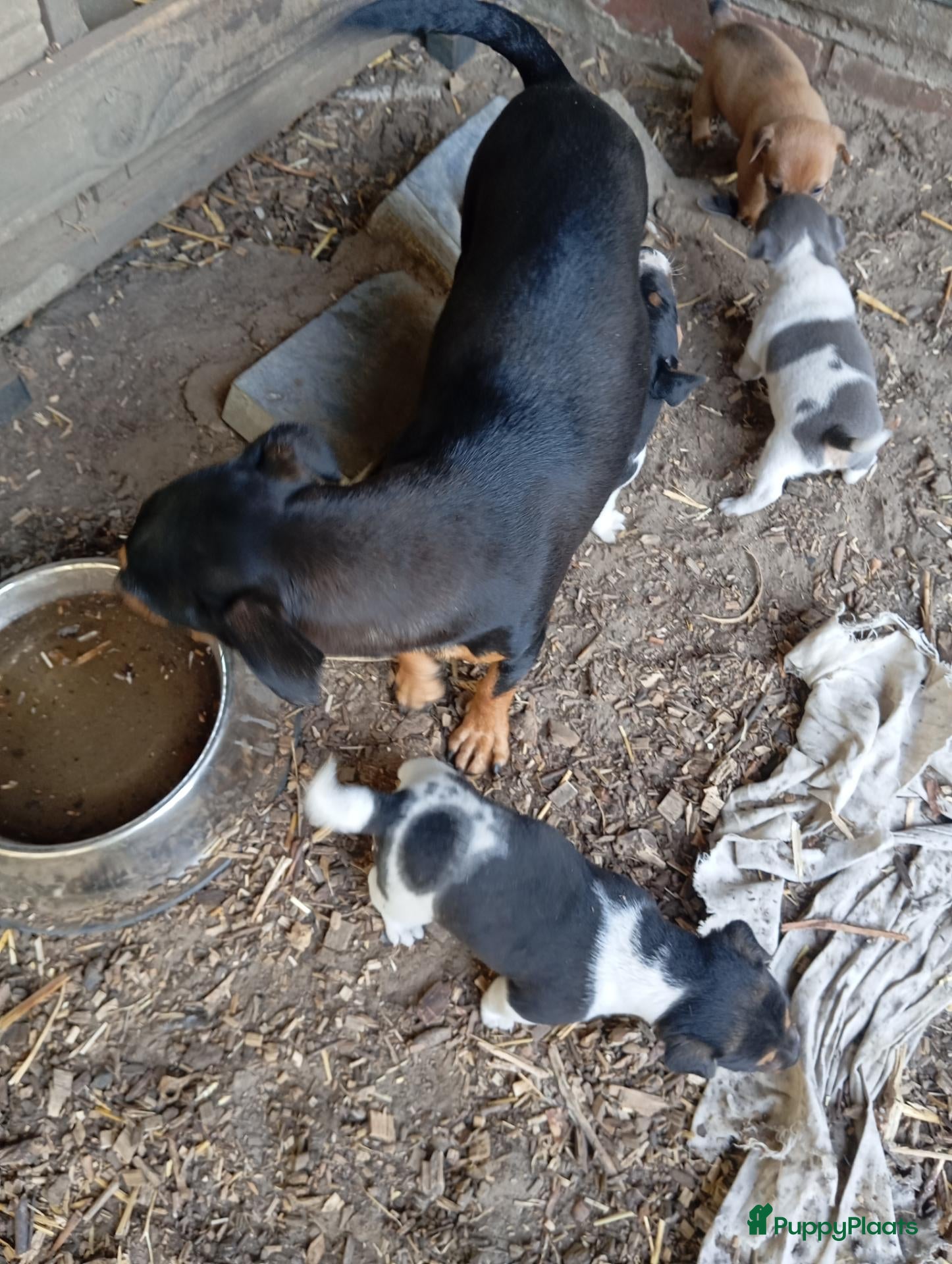 Jack Russel Terriër honden boerderijpups Jack Russel - Advertentie 3