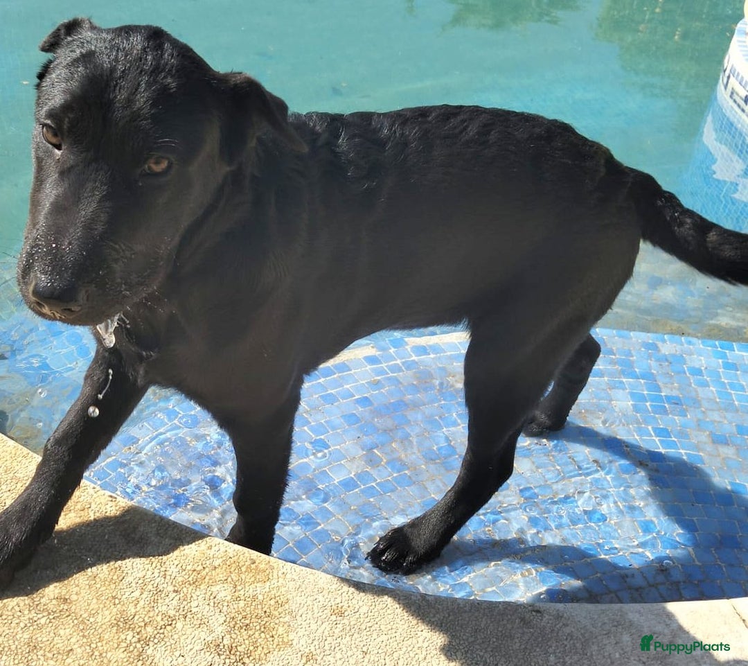 Kruising honden ter adoptie: polar een schat van een hond!!!!!! - Advertentie 5