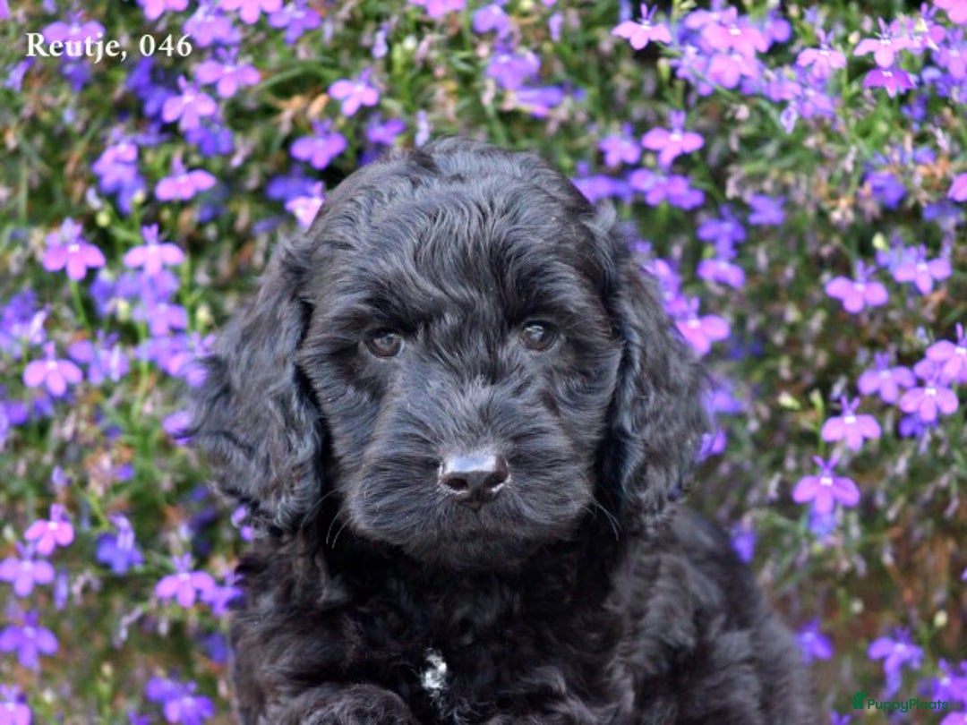 Cockapoo honden te koop: Cockapoo pups - Afbeelding 7