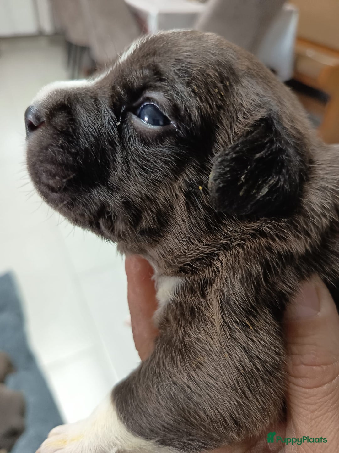 Amerikaanse Bully honden te koop: Amerikaanse Bully-puppy's  - Advertentie 7