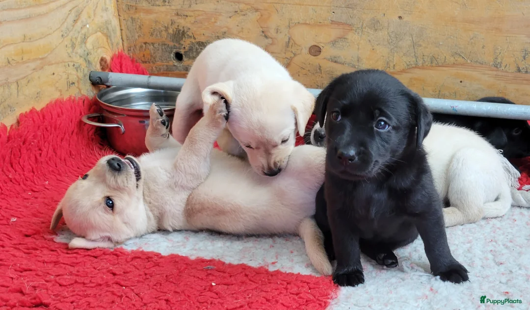 Labrador Retriever honden te koop: STAMBOOM ZWARTE EN BLONDE FIELDTRIAL LABRADOR PUPS - Advertentie 5