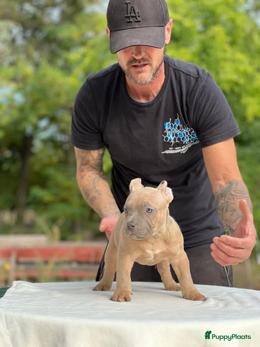 Amerikaanse Bully honden te koop: Amerikaanse bully pocket - Advertentie 8