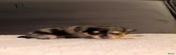 Kruising honden te koop: Pomeriaan pups black en tan & merle - Advertentie 3