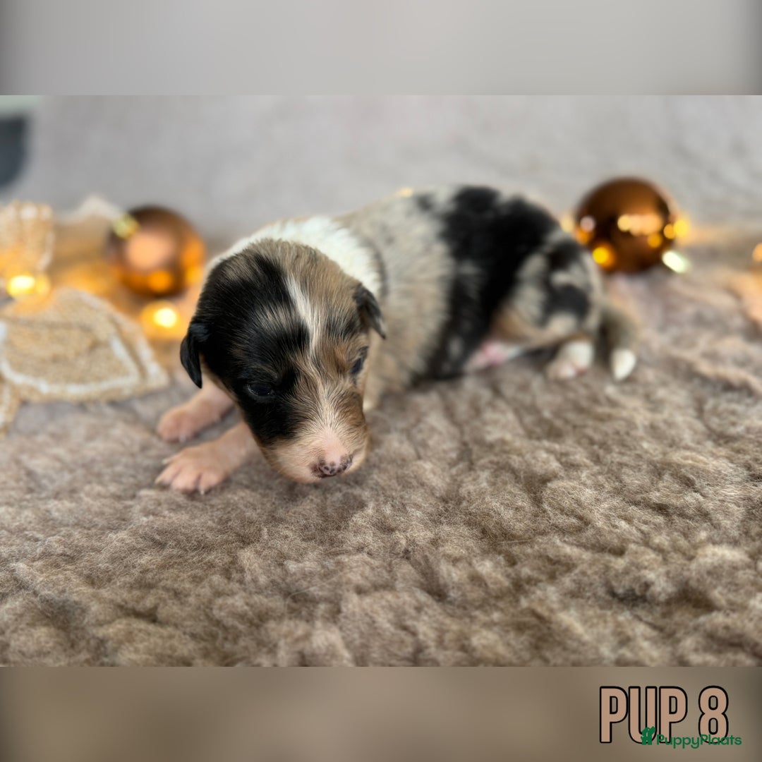 Australian Shepherd honden te koop: Prachtig nestje raszuivere Australian Shepherds - Advertentie 30