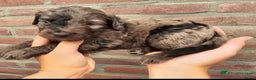 Dwergpoedel honden ter dekking: merle dekreu dwergpoedel in Budel - Advertentie 8